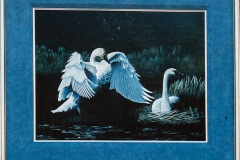 swans
